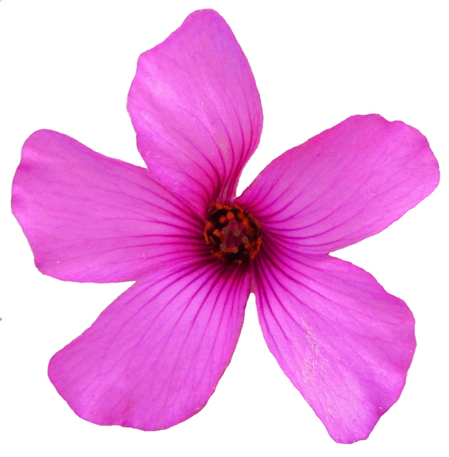 little pink flower clipart, 13 cm | Flickr - Photo Sharing!