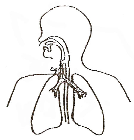 Free Respiratory System Blank Diagram, Download Free Respiratory System ...