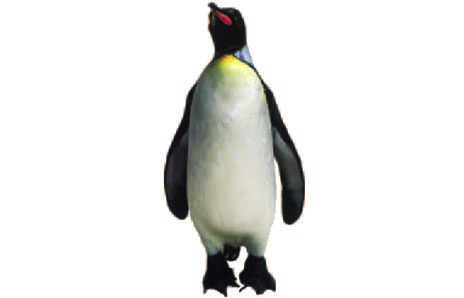 Emperor Penguin - Clipart library