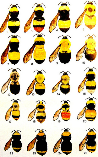 Scientific illustration showing 25 labeled species of bumblebees with varied color patterns and morphologies.