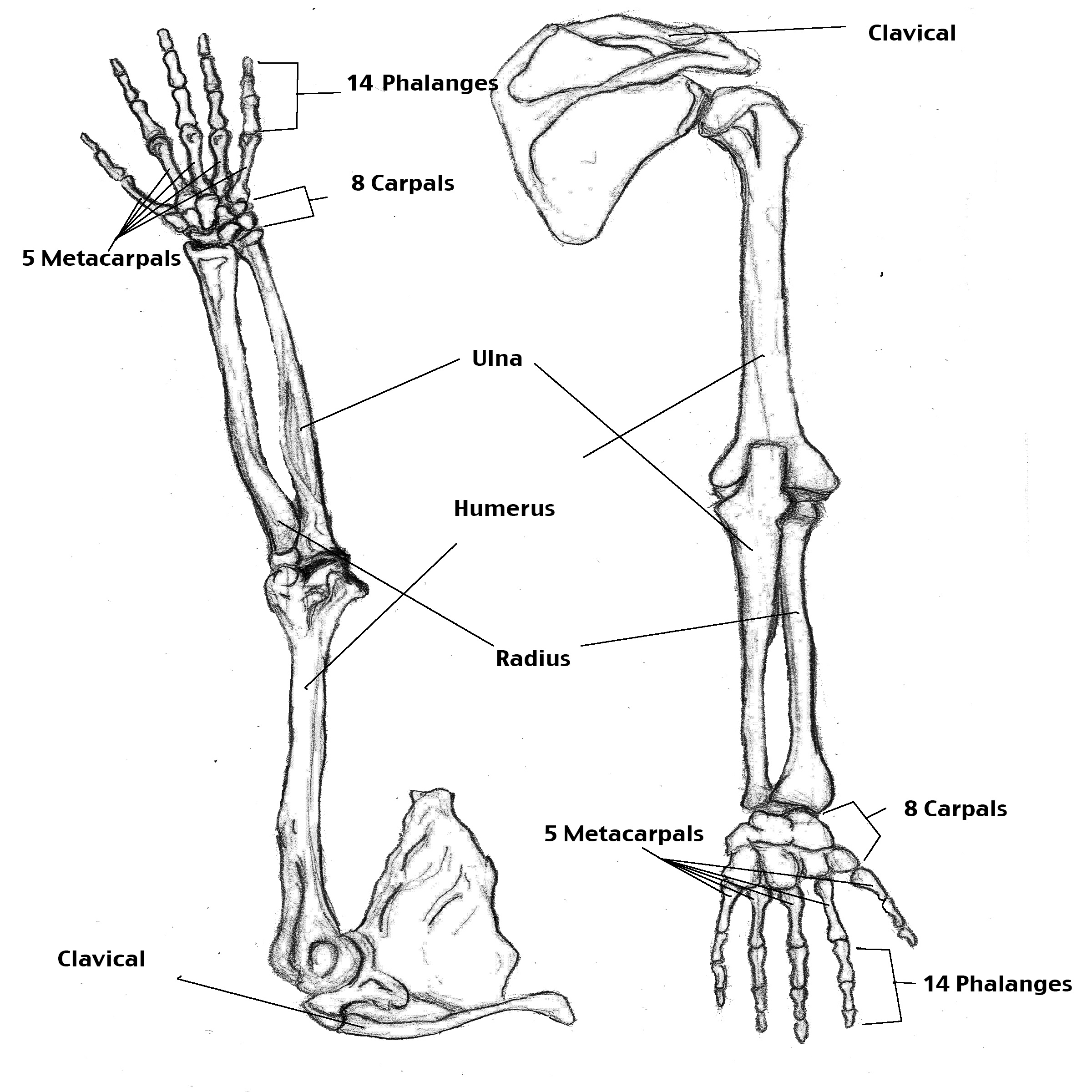 Free Skeleton Arm, Download Free Skeleton Arm png images, Free ClipArts