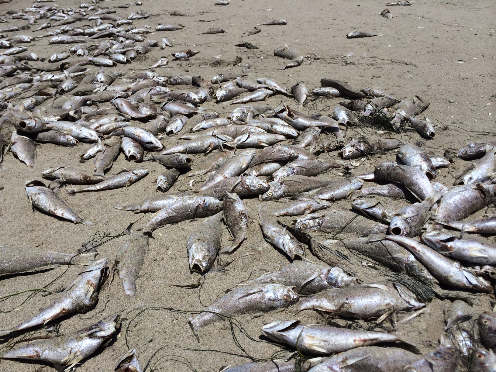 Рыбки гибнут. Рыба в Таганрогском заливе. Мертвая рыба на берегу. Вымирание рыб.
