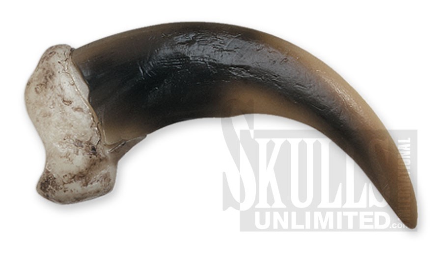 Authentic Fossil Bear Claw - Prehistoric Predator Relic for Sale