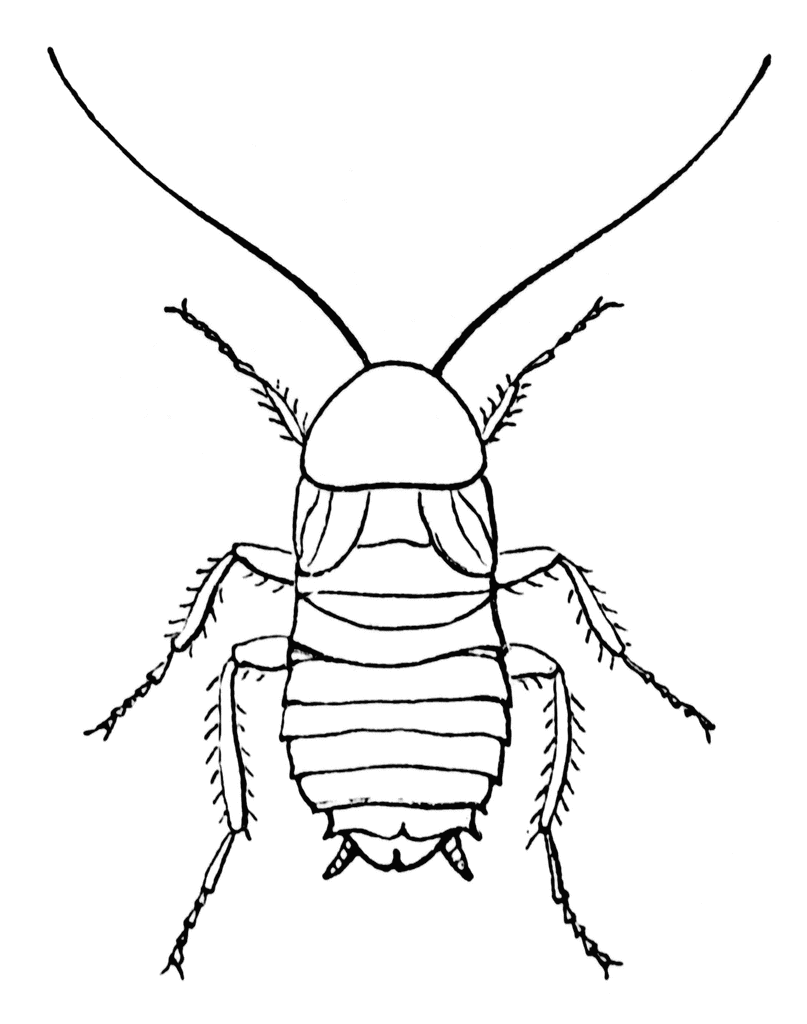Cockroach | ClipArt ETC