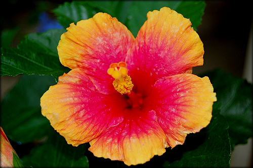 hawaiian flower photography - Clip Art Library