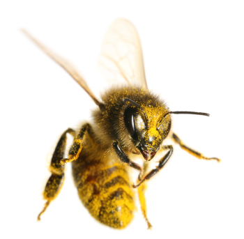 Close-up of a honeybee in flight against a white background, showing detailed wings, fuzzy body, and compound eyes.