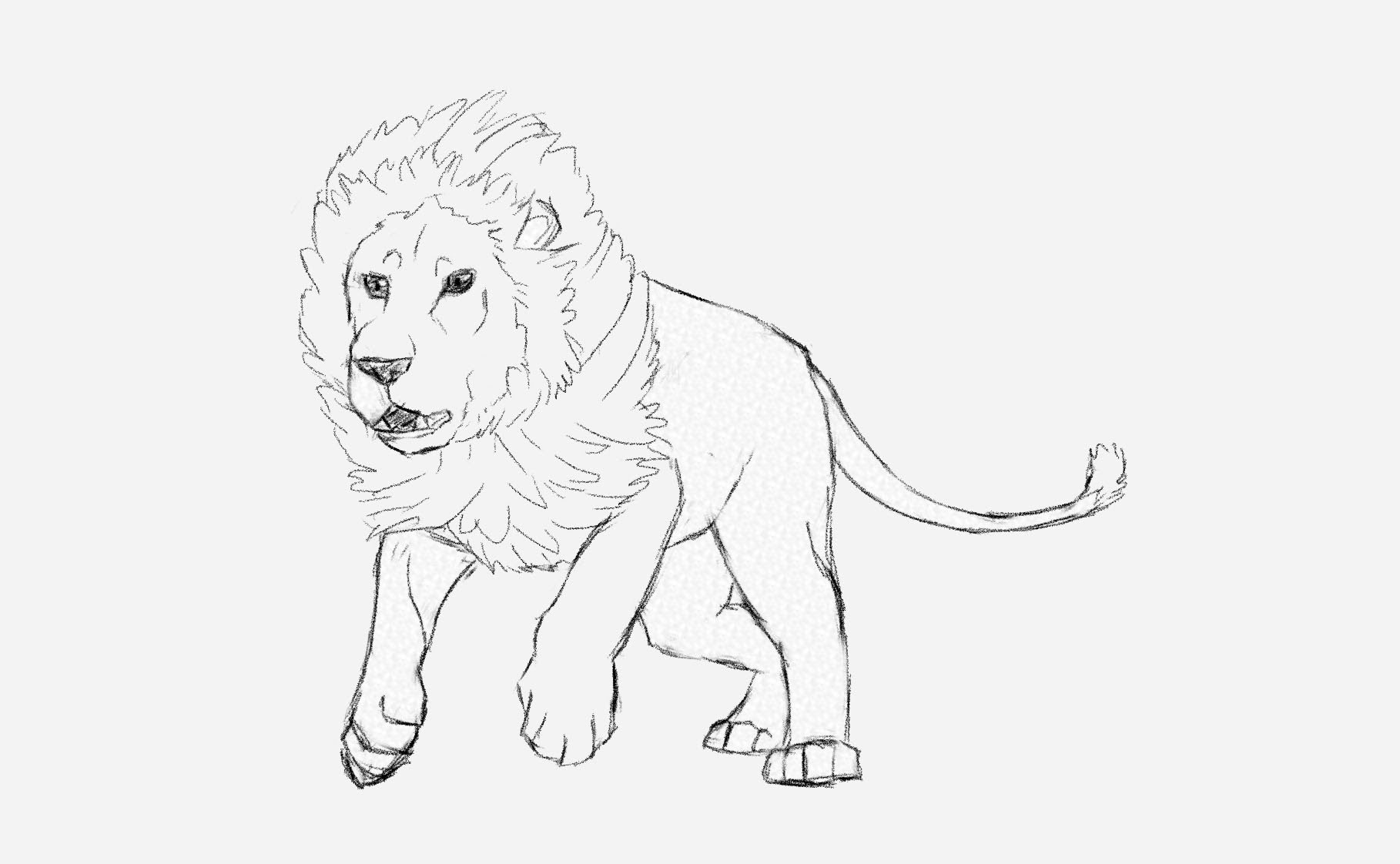 Pussycat Lion Drawings