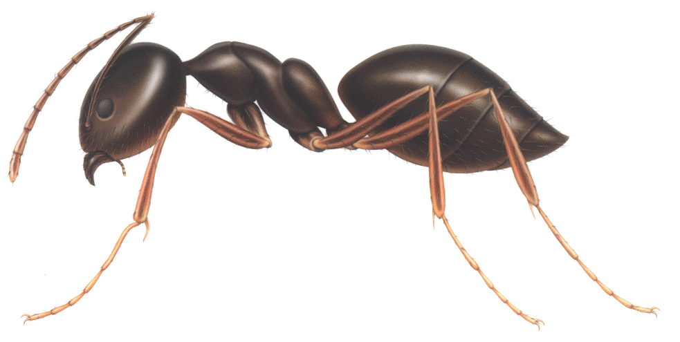 Detailed illustration of a brown ant showing head, thorax, abdomen, antennae, and six legs against white background.