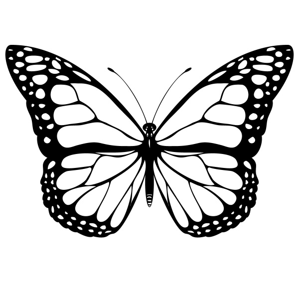 Butterflies, Wings, Butterfly outline, line drawing, shape Images,  Photography, Stock Pictures, Archives, Fine Art Prints