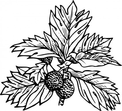Black-and-white botanical illustration of a plant with compound leaves and two textured, spiky fruits.