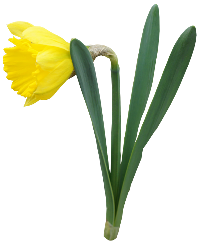 Yellow Transparent Daffodil Flower PNG Clipart