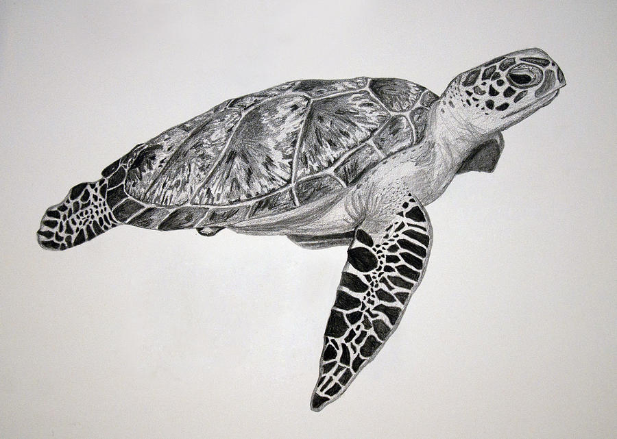Marine Turtle Drawings for Sale - Fine Art America