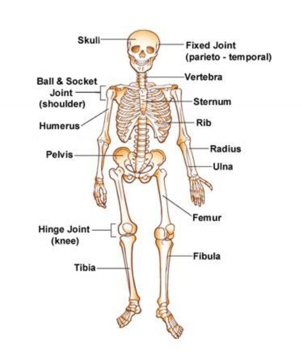 Скелет человека на английском языке