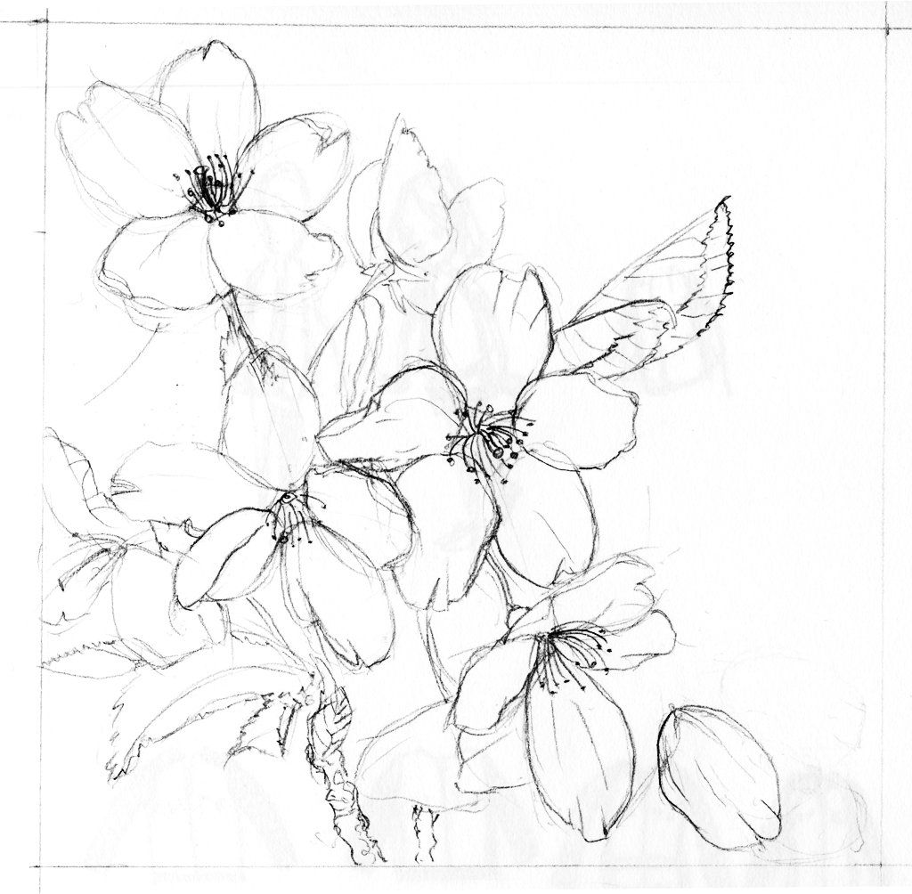 Free Sakura Flower Drawing, Download Free Sakura Flower Drawing png ...