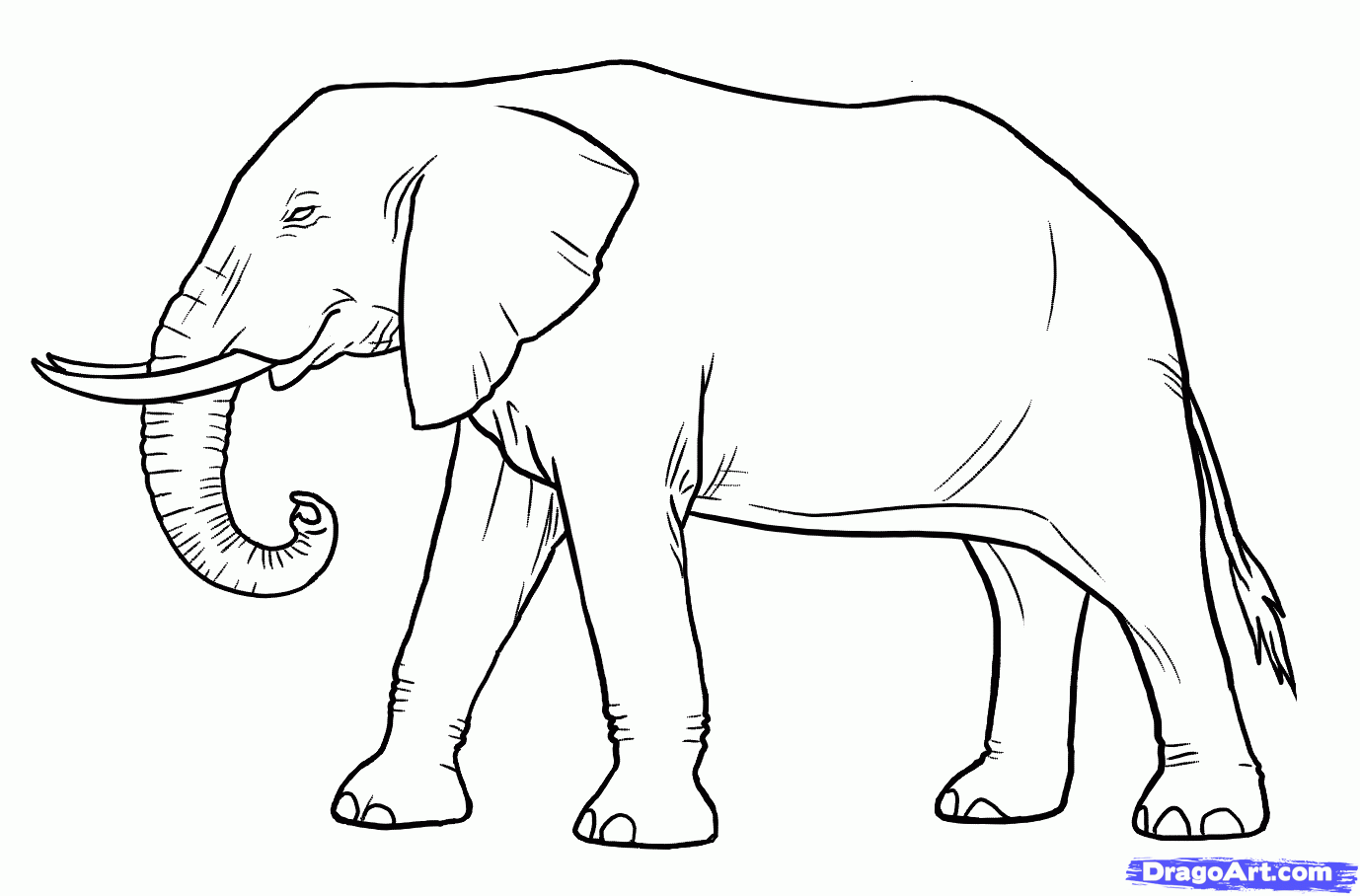 drawing of an elephant cute for Coloring Books For | Stable Diffusion