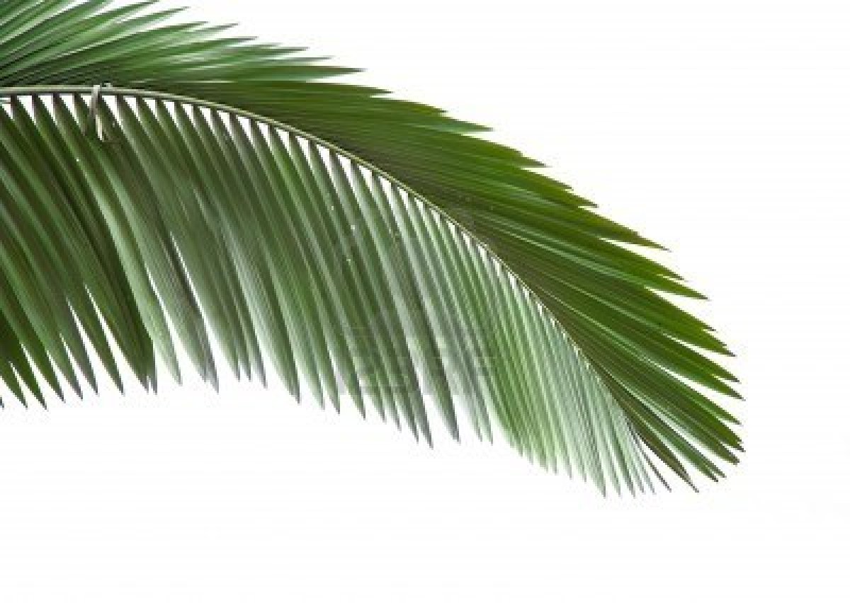 Palm Trees CA