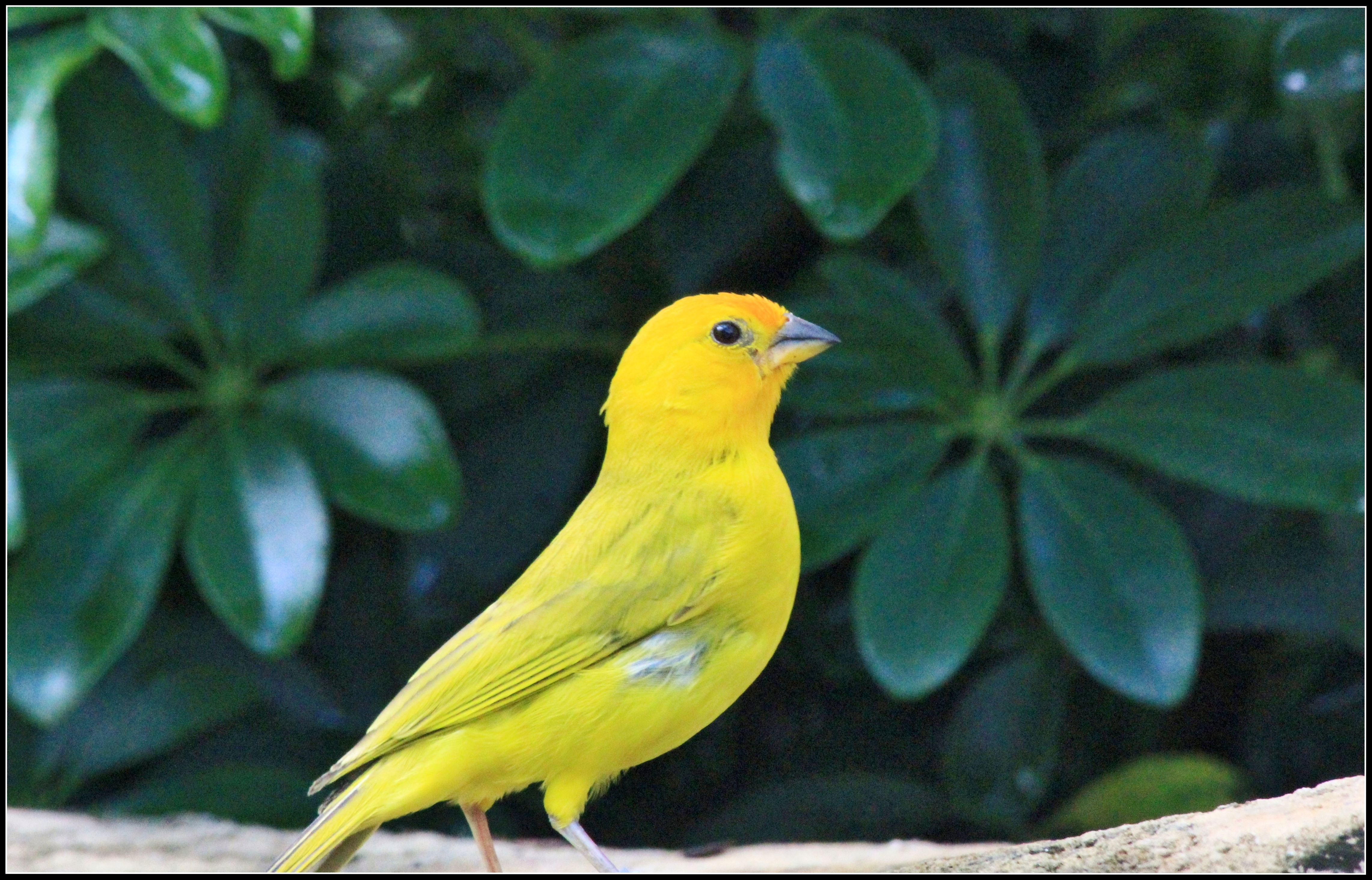 Saffron Finch (Sicalis flaveola) - Bright Yellow Bird in Natural Habitat