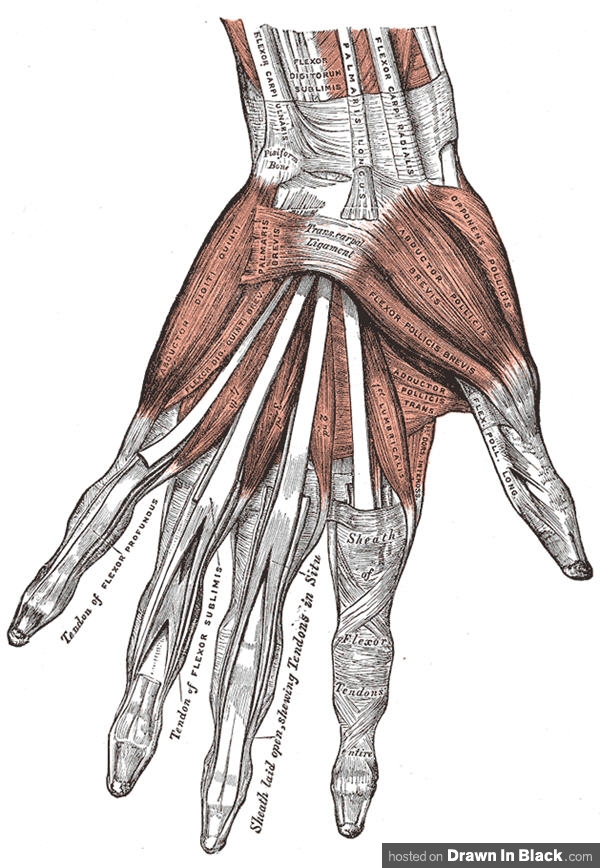 Human Hand Anatomy Diagram - Muscles, Tendons & Ligaments Labeled