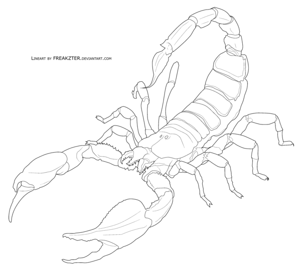 How to Draw a Scorpion - Easy Steps to Create a Realistic Drawing