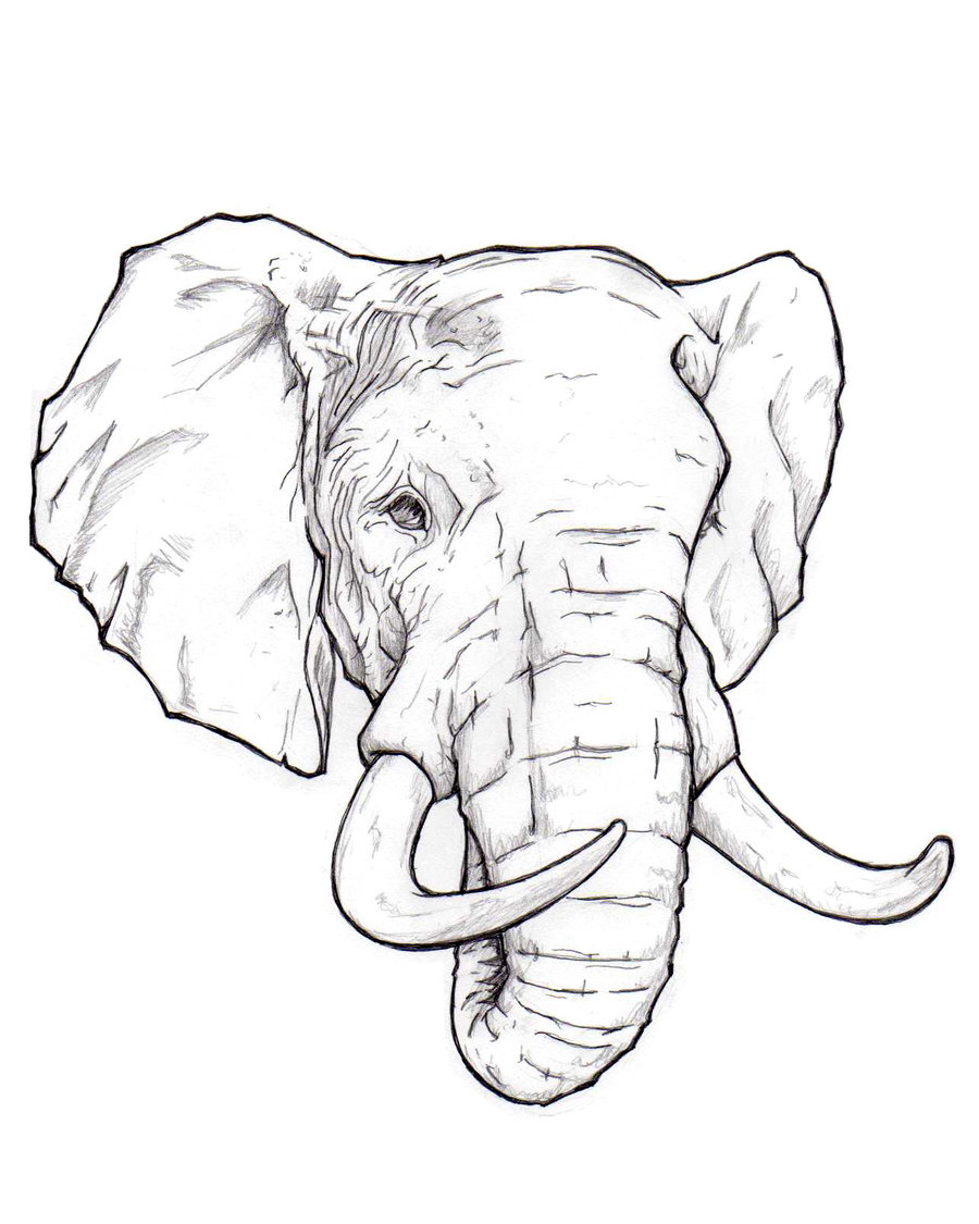 Sketch work elephant portrait tattoo on the inner