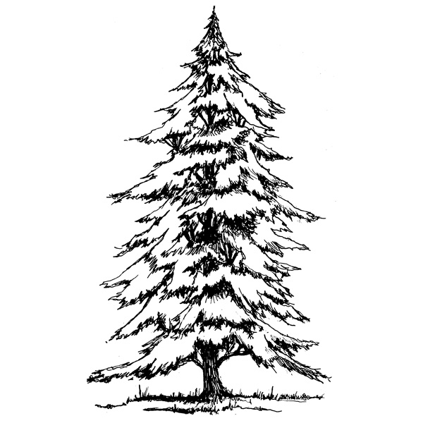spruce tree drawing