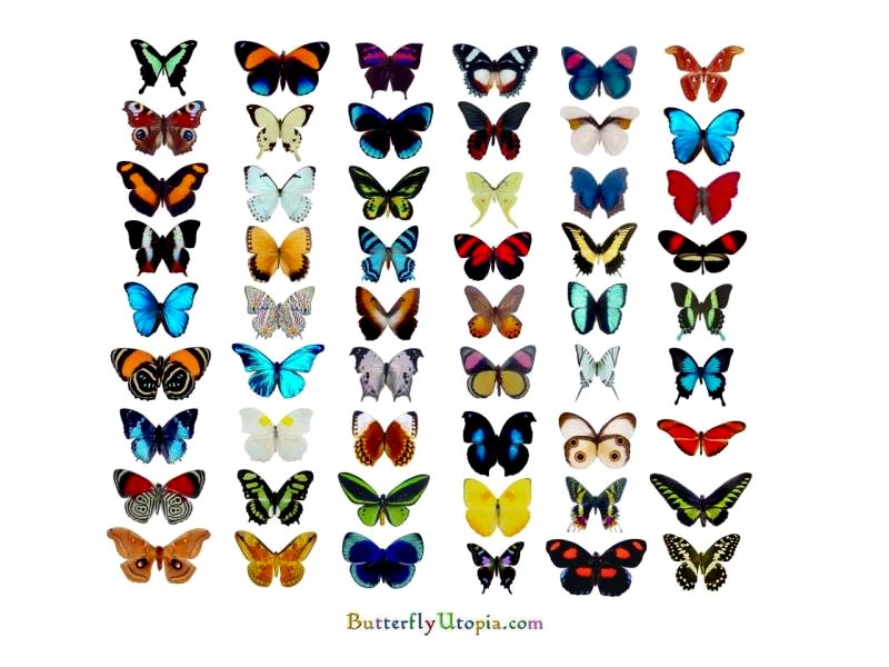 Stunning Butterfly Species Collection | Butterfly Utopia