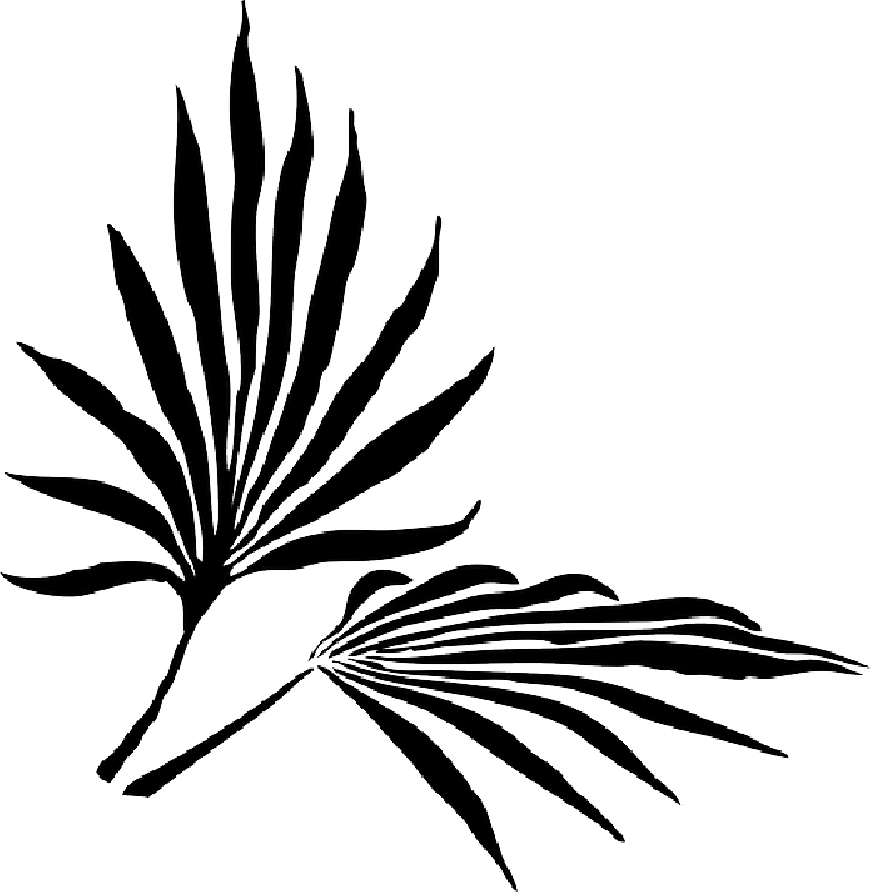 Palm Fronds Png ? Search Results ? Landscaping Gallery