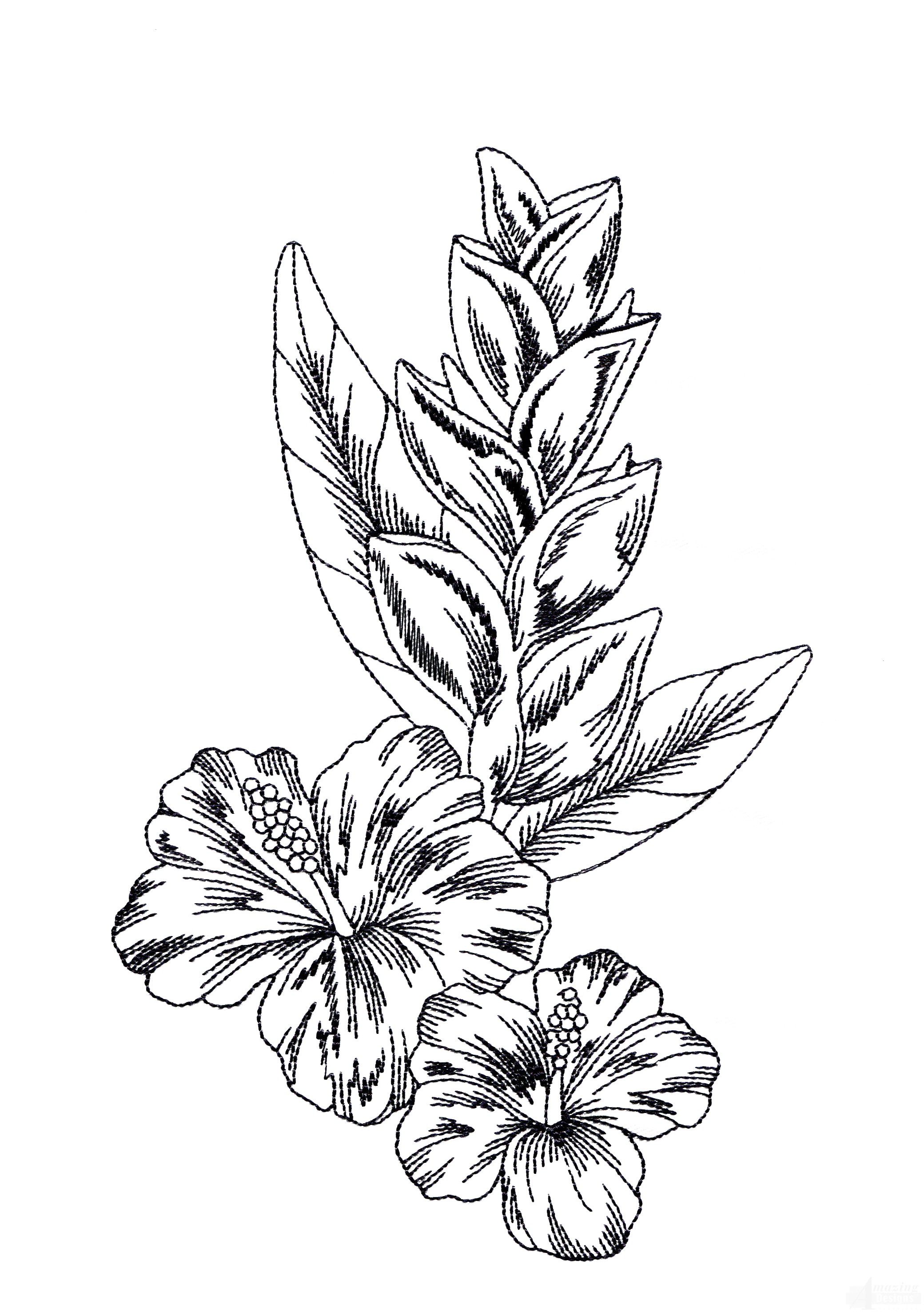 tropical flower sketch