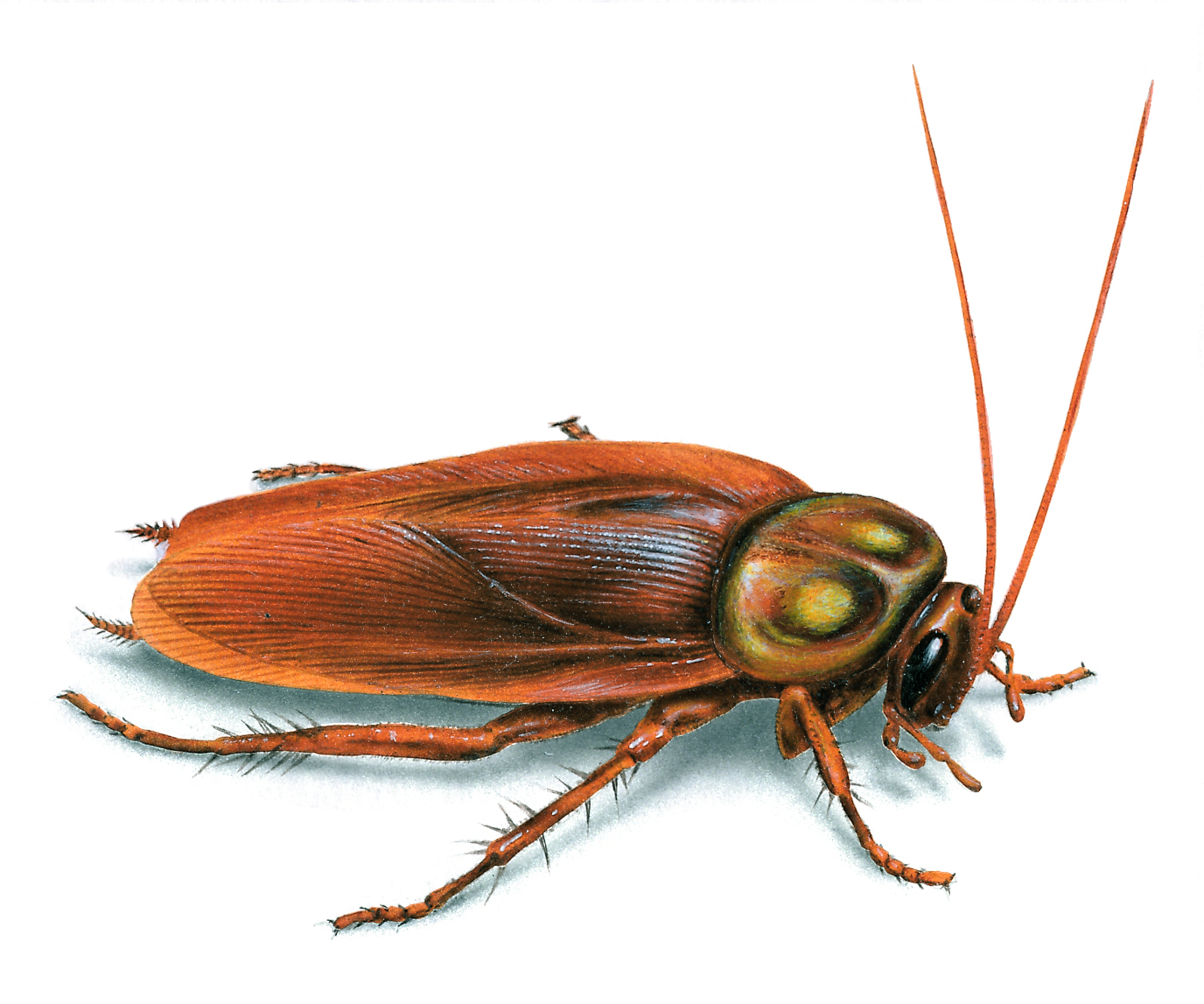 Pictures of Cockroaches, Images  Photos of a Cockroach