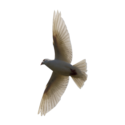 Flying Bird transparent background | Free Png Images