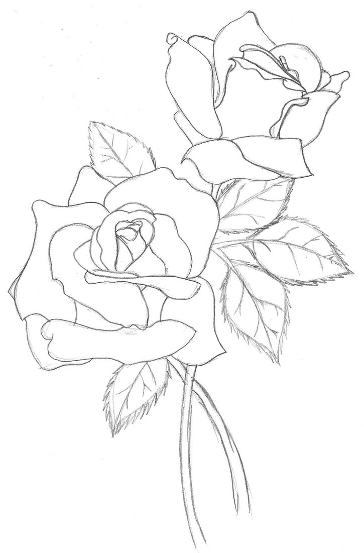 two roses outline