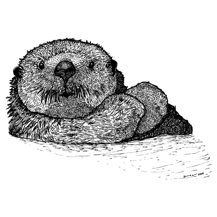 Sea Otter by Karl Addison