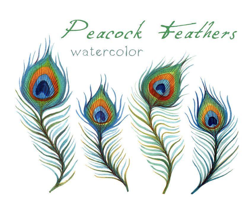 peacock feather photoshop brushes free download