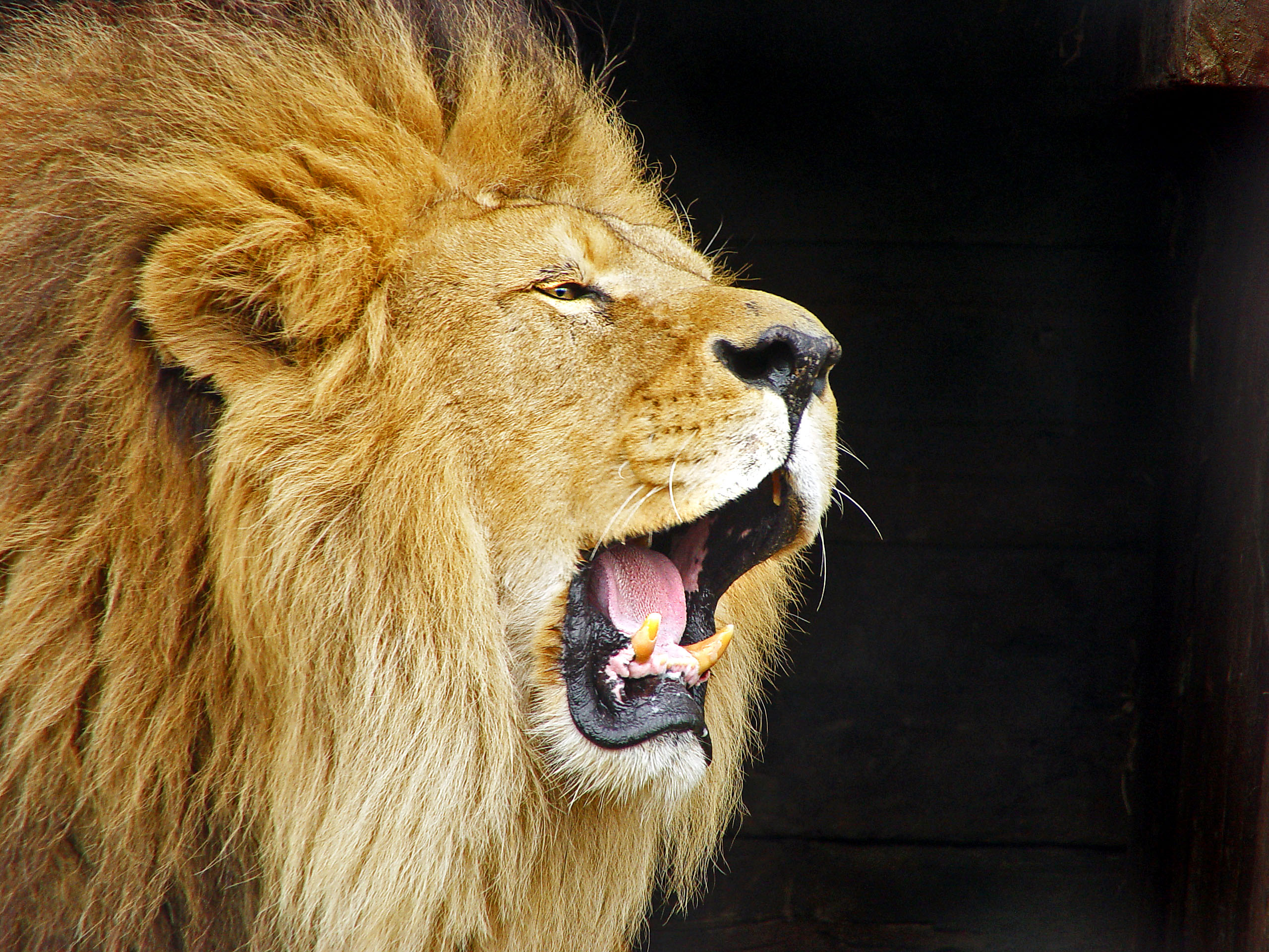 Звук льва слушать. The Lion Roars. Лев обои. Огненный Лев. Лев рычит.