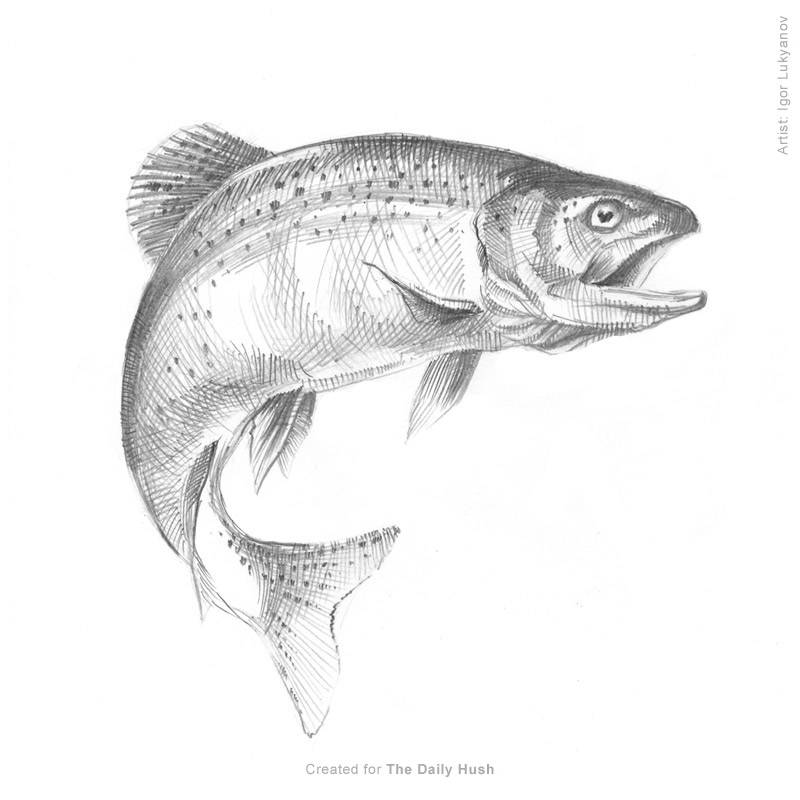 realistic trout drawing - Clip Art Library