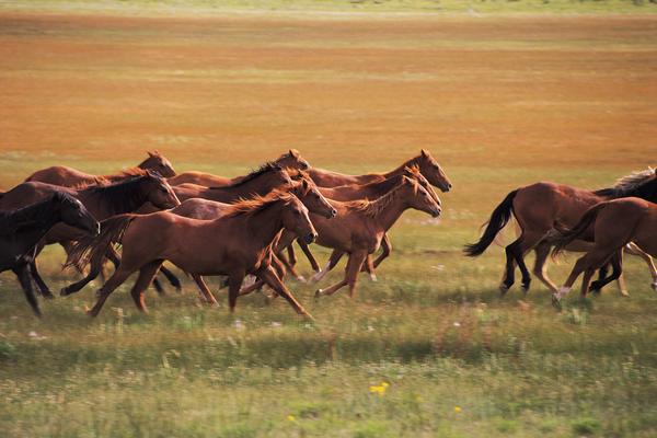 Wild Horses Galloping Across Open Grasslands - Nature’s Majesty in Motion