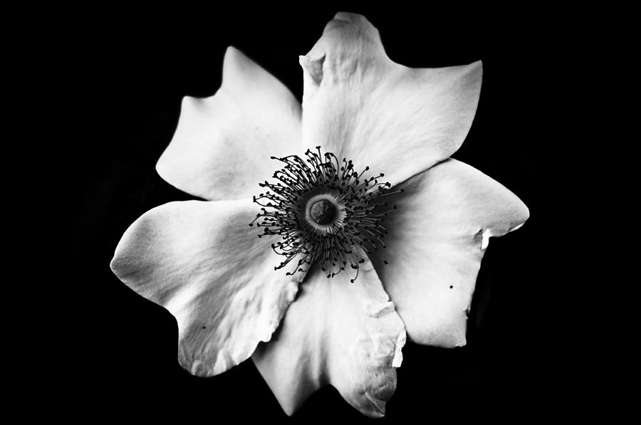 Black And White Flower by Mirko Chessari