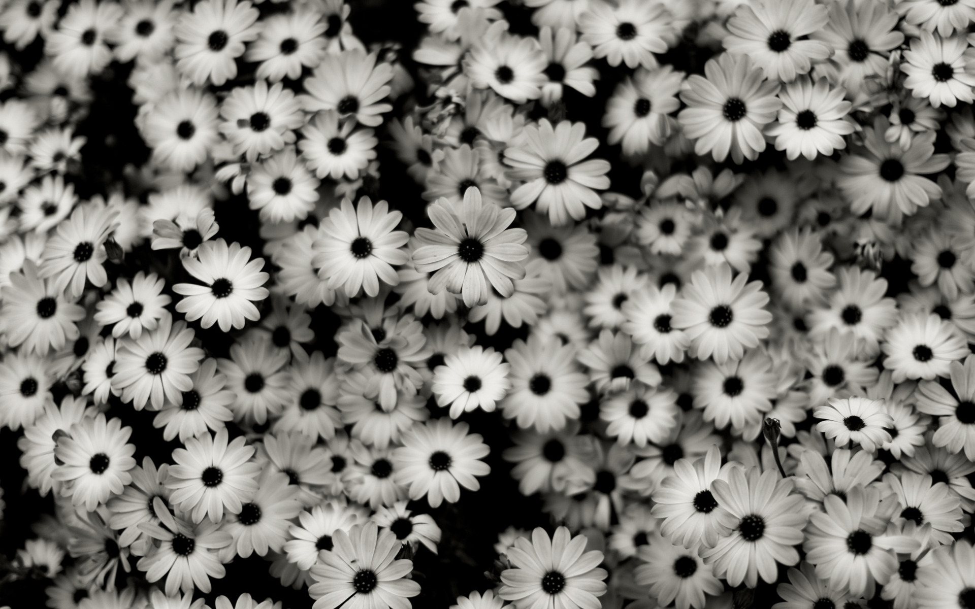 black-white-background-2