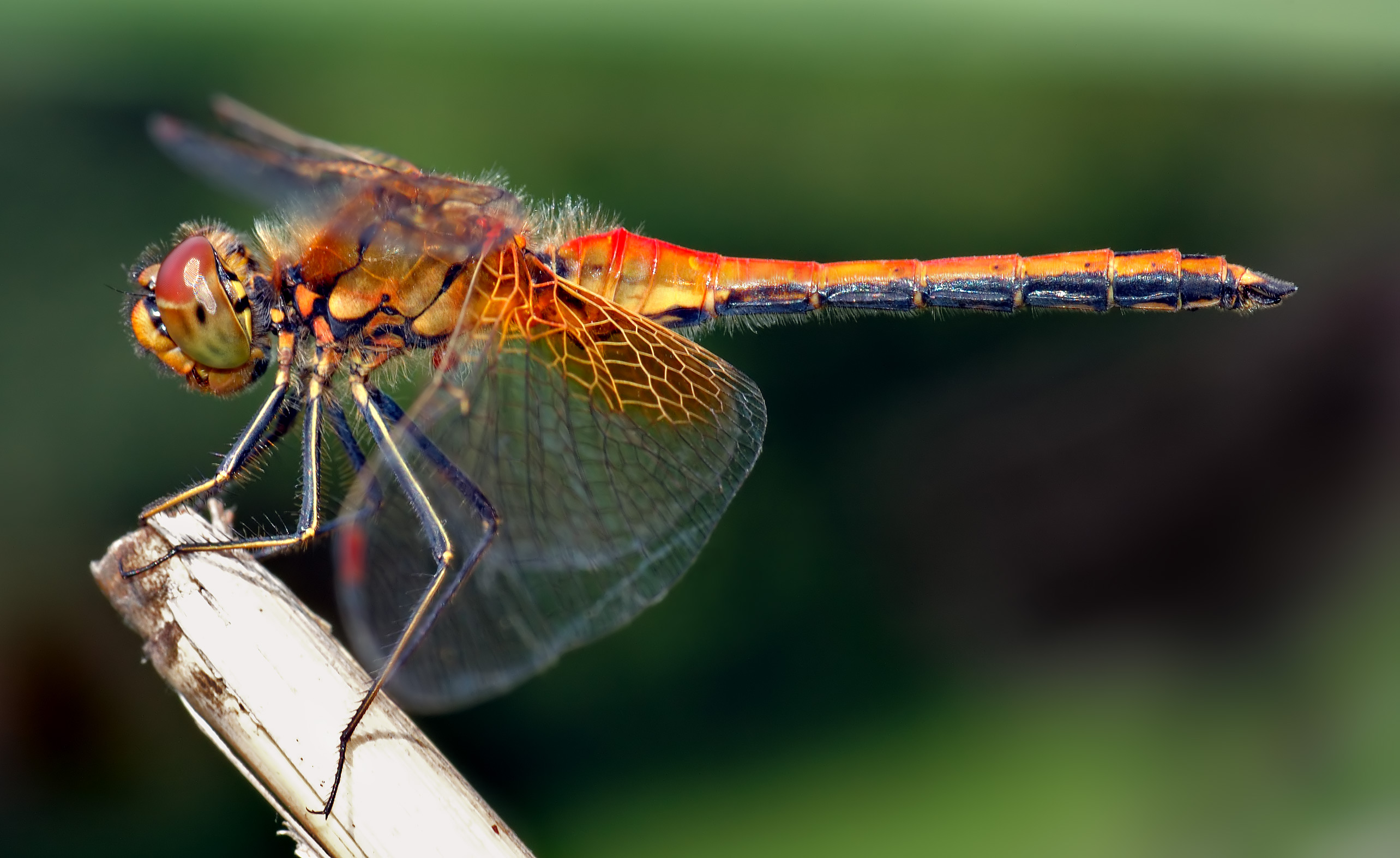 Vibrant orange and black dragonfly perched on a dry reed stem, showcasing detailed wings and compound eyes against a soft green backdrop.