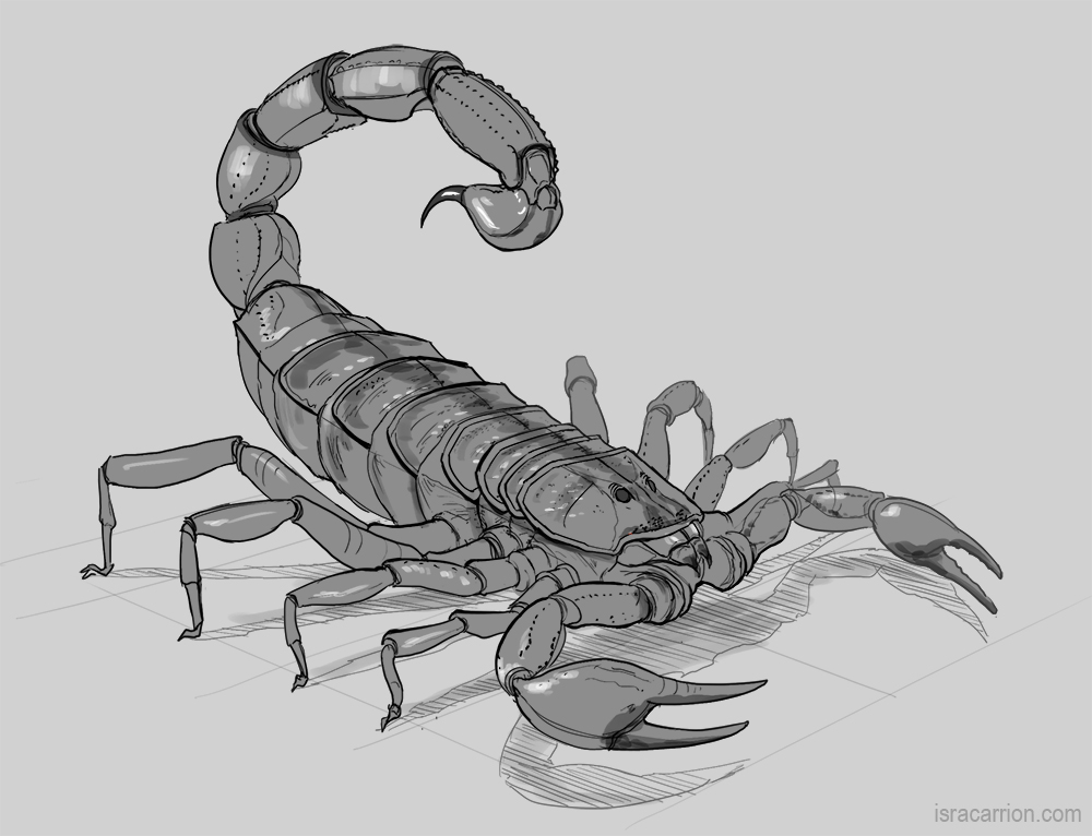 How to Draw a Scorpion Step by Step  Art by Ro