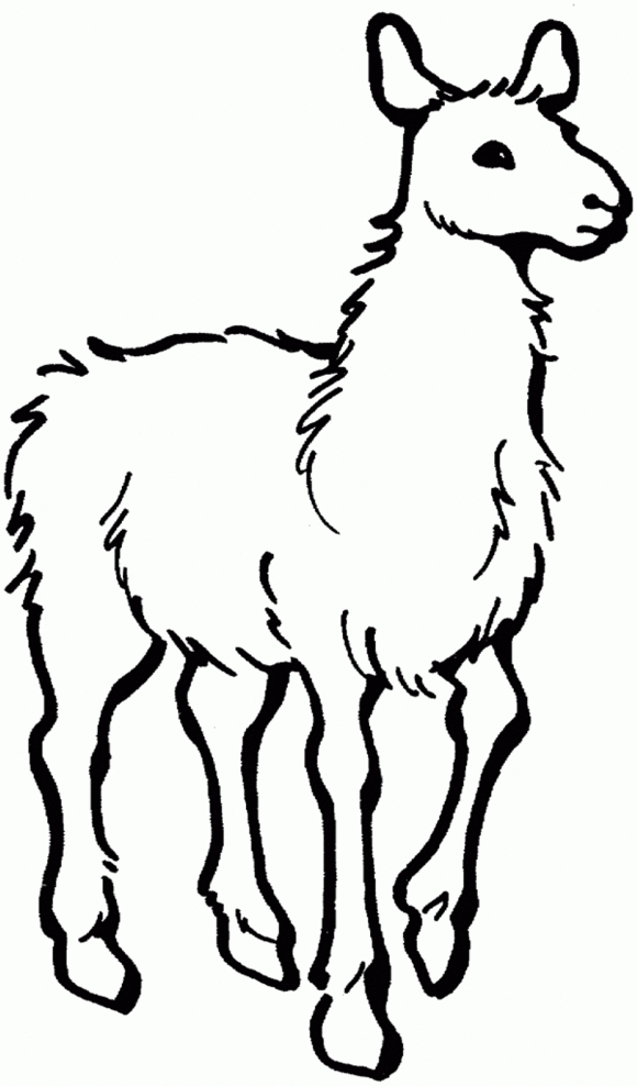 Awesome Llama Print Coloring Pages - Animal Coloring pages of 