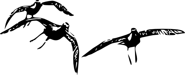 Seabirds in Flight - Black-and-White Illustration for Nature & Wildlife Content