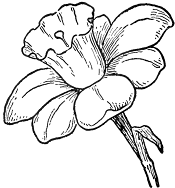 single flower drawing