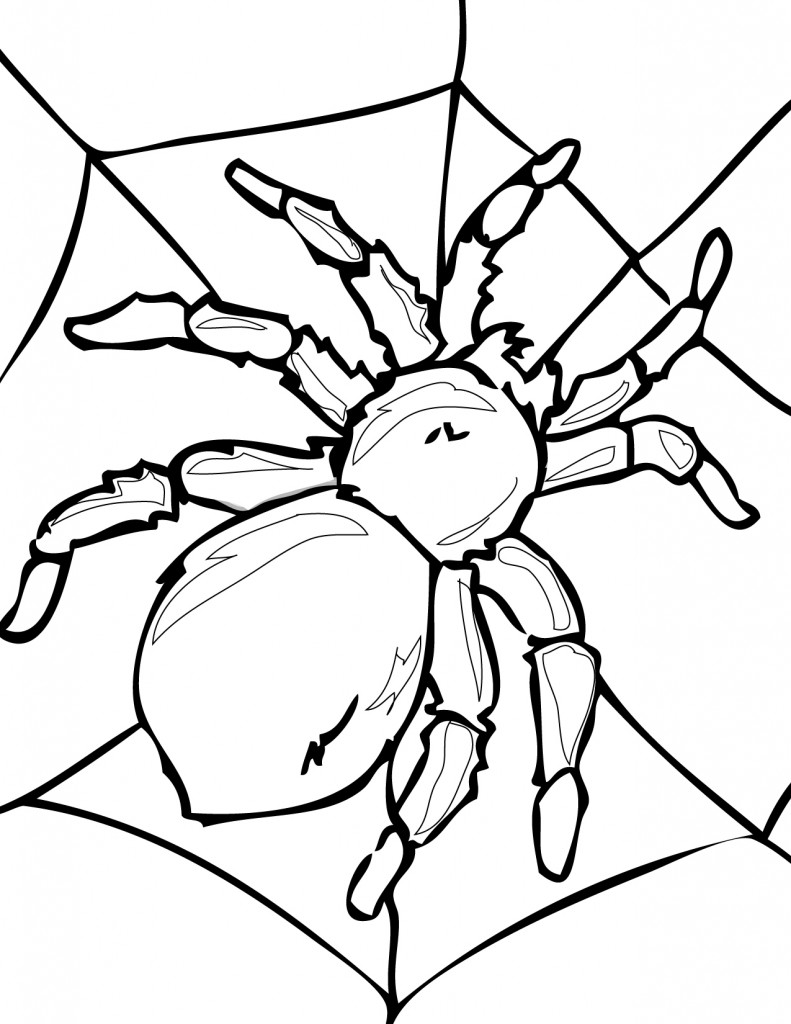 colouring-pictures-of-spider-r-n-clip-art-library