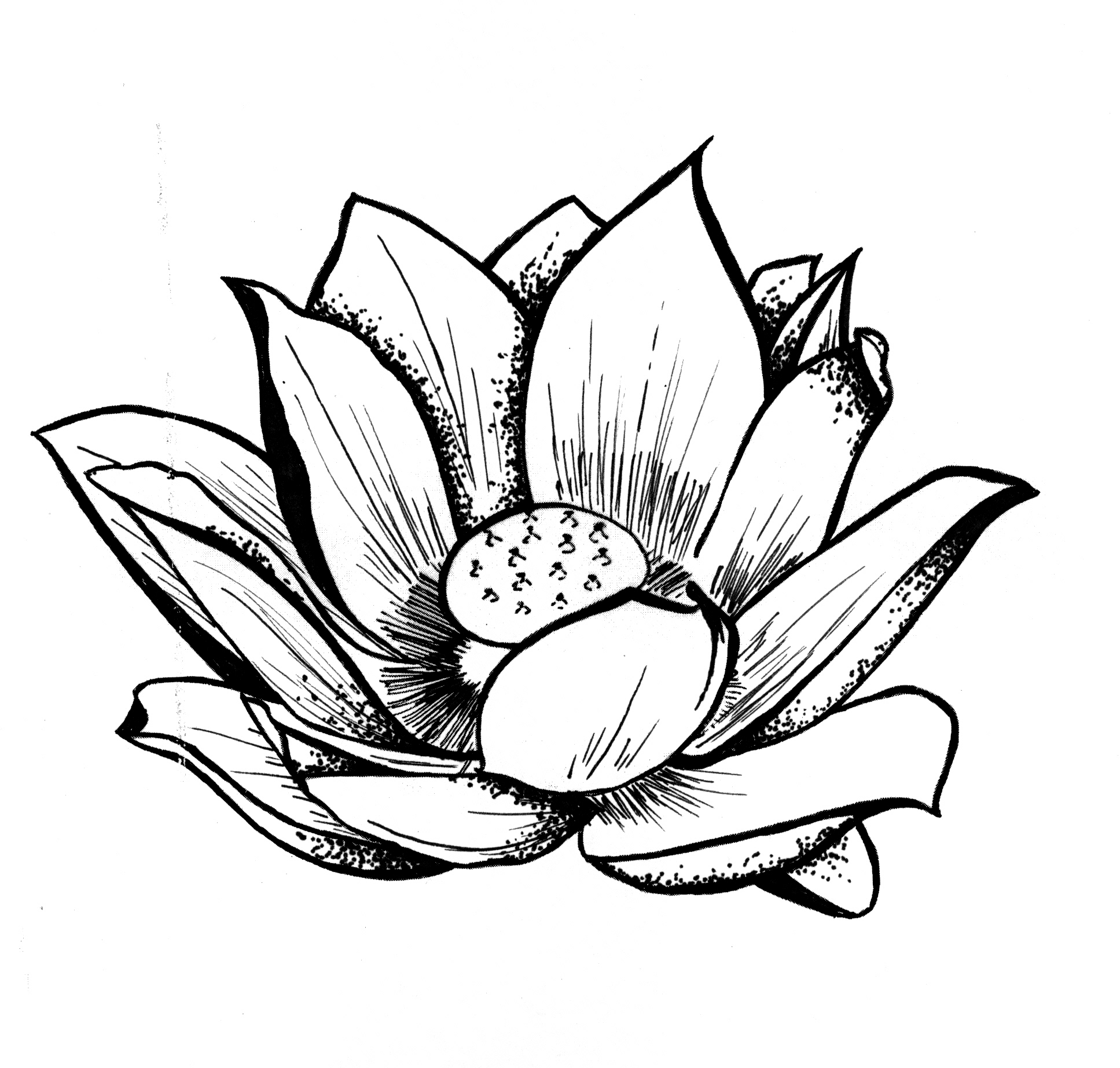 japanese lotus flower drawing - Clip Art Library