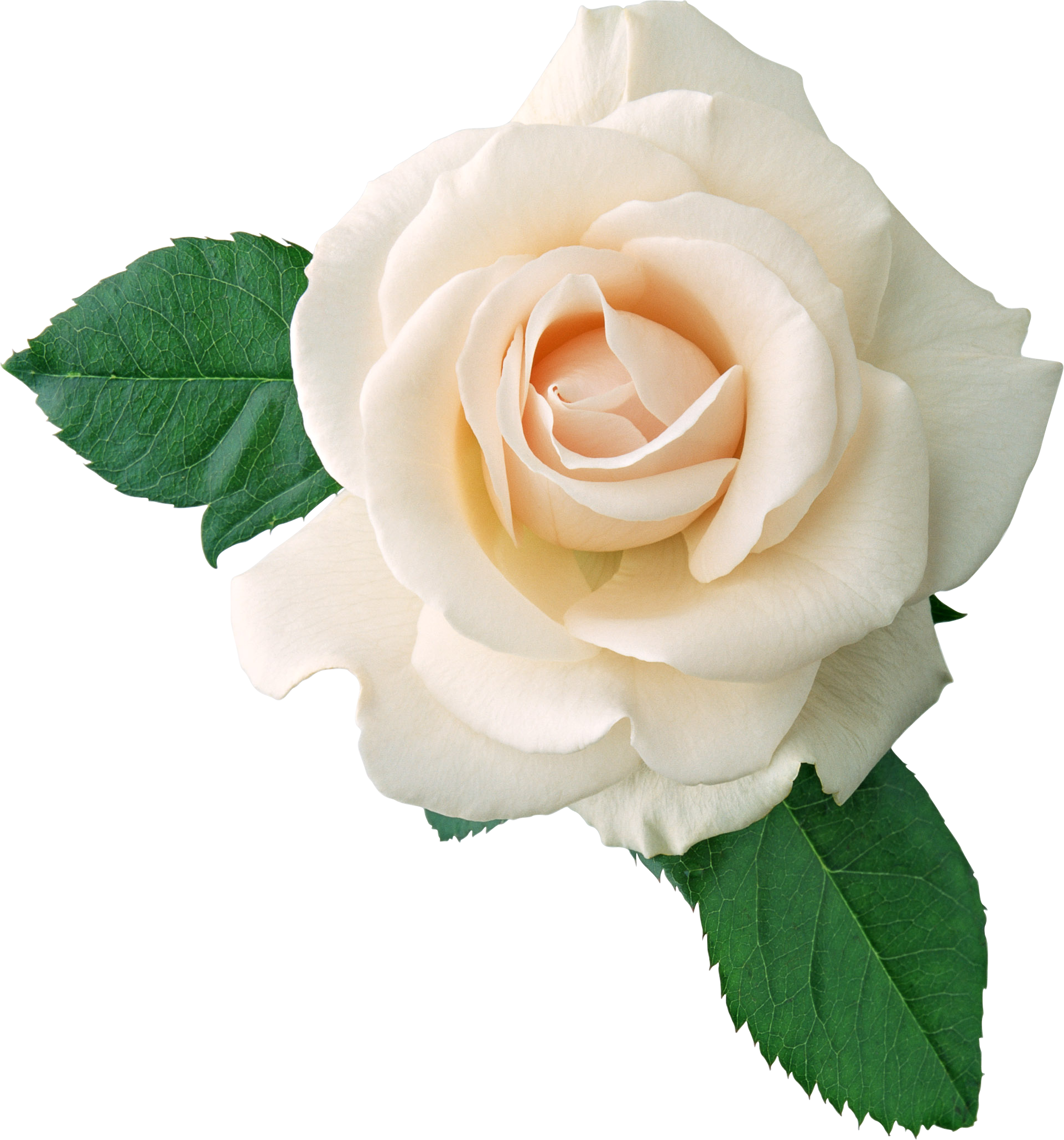 Rose White Clip Art White Rose With Stem Png Transparent Clip Art Riset ...