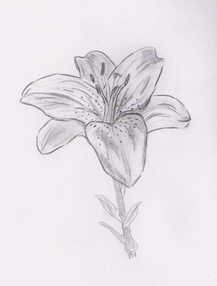 sketch of a lily flower - Clip Art Library
