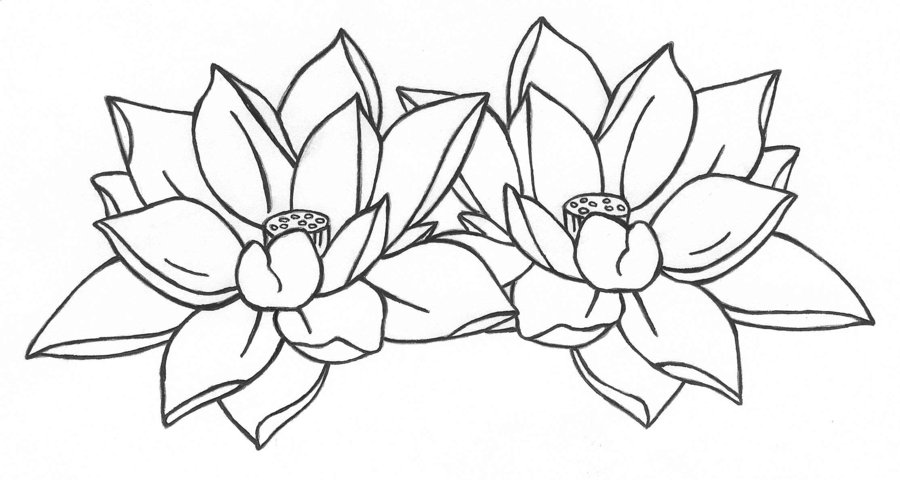 Lotus Flower Outlines Clipart Best - vrogue.co