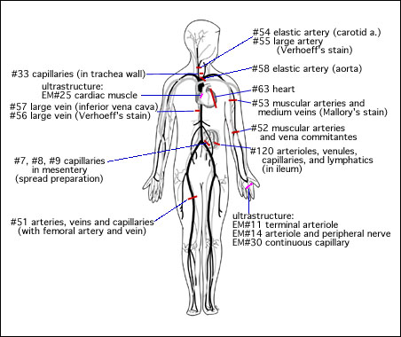 HLS - Anatomical Figure - Circulatory System
