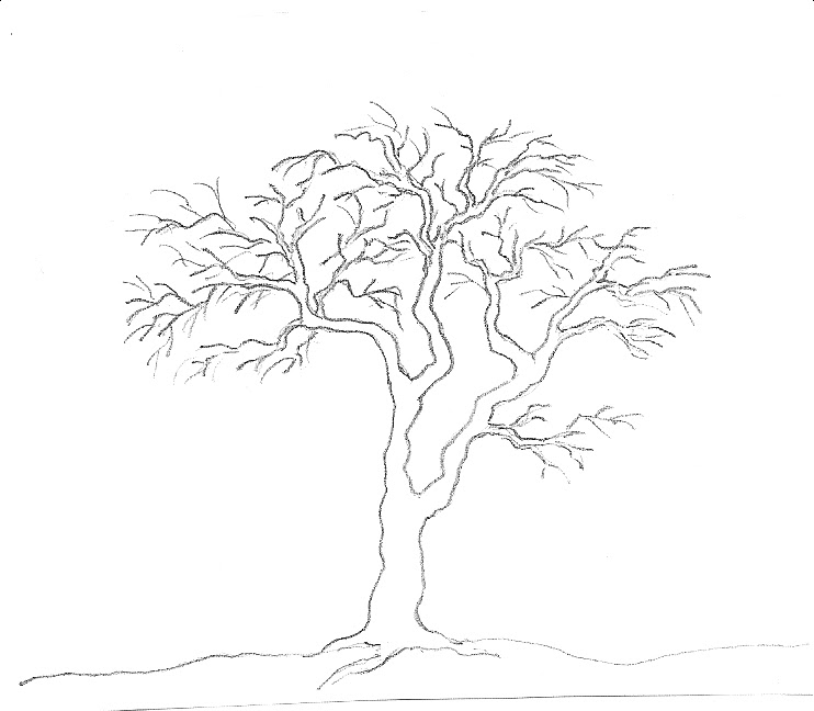 Cartoon Tree Drawing  How To Draw A Cartoon Tree Step By Step